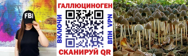 Галлюциногенные грибы GOLDEN TEACHER  закладки  Багратионовск 